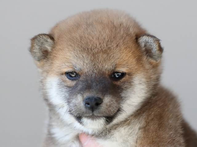 AI5I9881-puppy AI5I9881-puppy