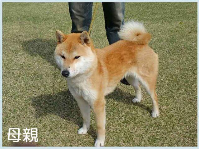 絢華号 絢華号