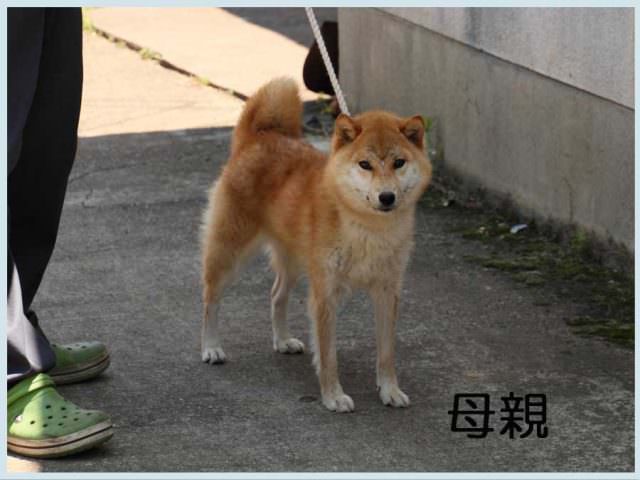 雷電之将姫号 雷電之将姫号