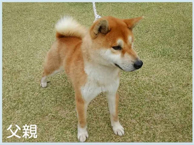 源の紅王号 源の紅王号