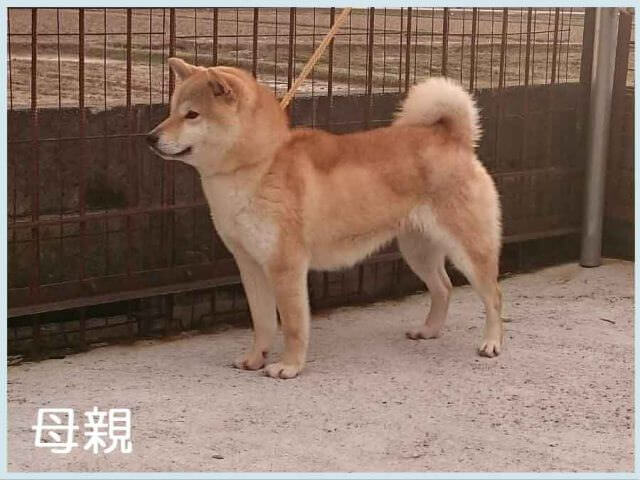 蘭姫号 蘭姫号