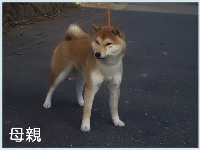 2018.3.16赤♀母 2018.3.16赤♀母