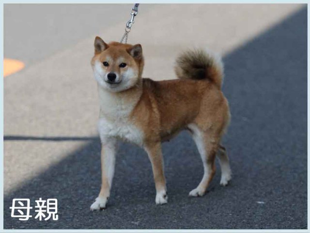 菜摘号 菜摘号