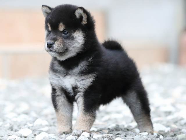 AI5I0003-3370puppy AI5I0003-3370puppy