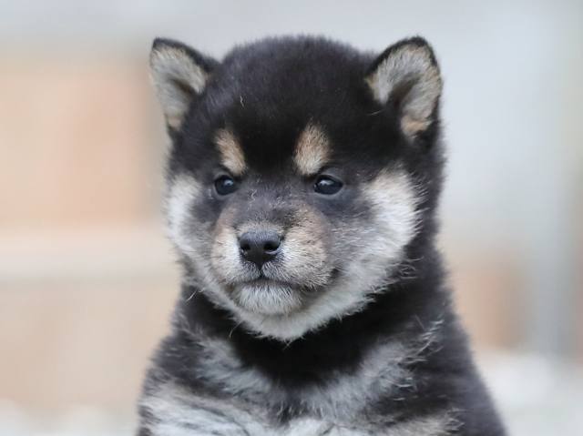 AI5I0019-3370puppy AI5I0019-3370puppy