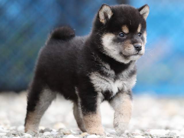 AI5I0259-3370puppy AI5I0259-3370puppy