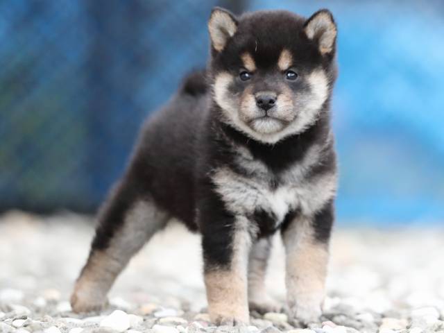 AI5I0266-3370puppy AI5I0266-3370puppy