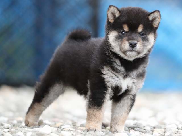 AI5I0275-3370puppy AI5I0275-3370puppy