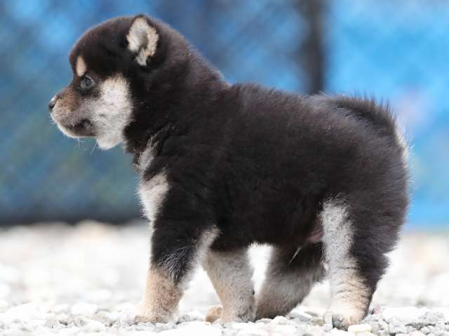 AI5I0283-3370puppy AI5I0283-3370puppy