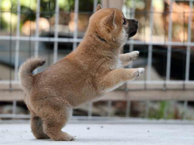AI5I0374-3384puppy AI5I0374-3384puppy