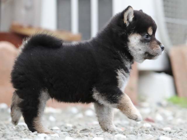 AI5I0380-3370puppy AI5I0380-3370puppy