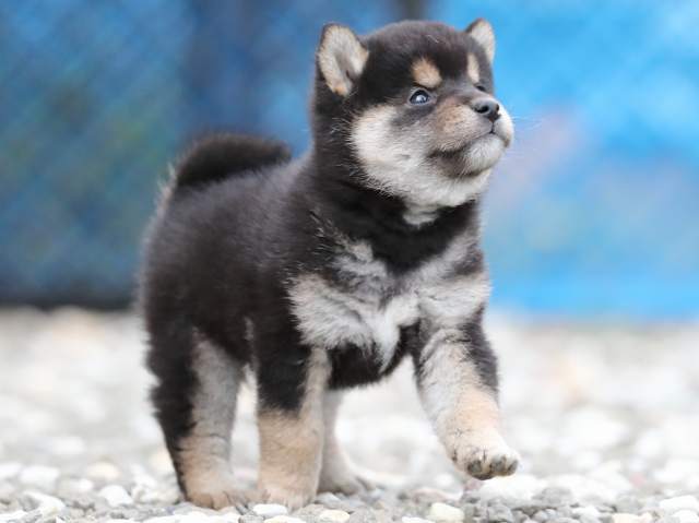 AI5I0410-3370puppy AI5I0410-3370puppy