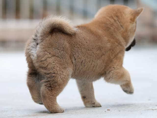 AI5I0419-3384puppy AI5I0419-3384puppy