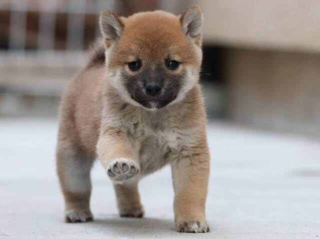 AI5I0432-3384puppy AI5I0432-3384puppy