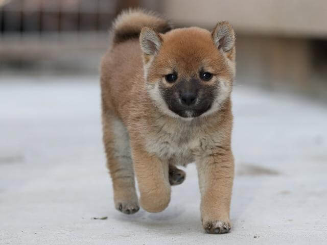 AI5I0448-3384puppy AI5I0448-3384puppy