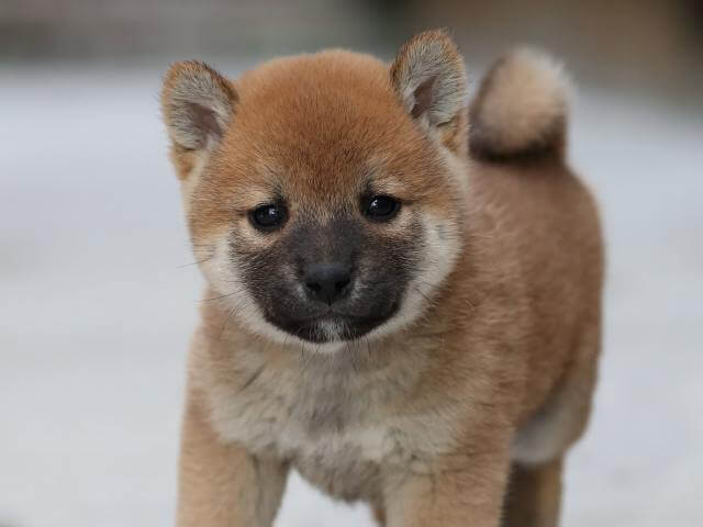 AI5I0462-3384puppy AI5I0462-3384puppy