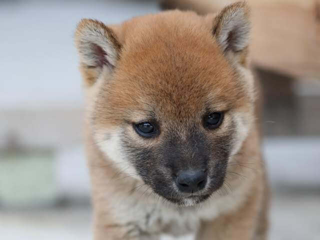 AI5I0504-3384puppy AI5I0504-3384puppy