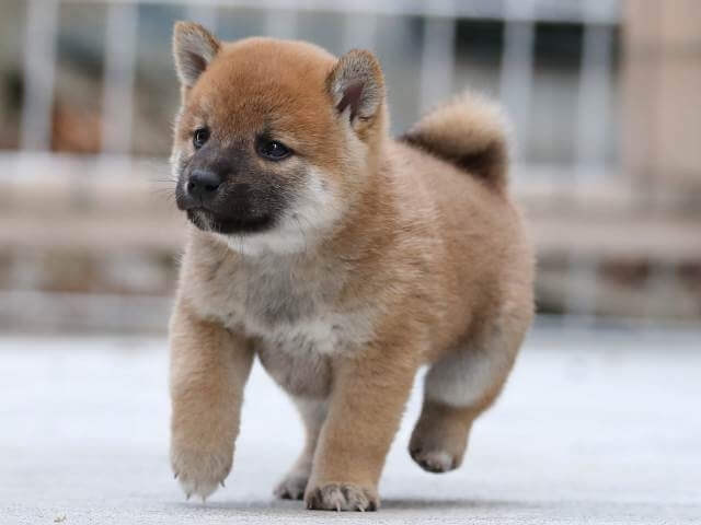 AI5I0563-3384puppy AI5I0563-3384puppy