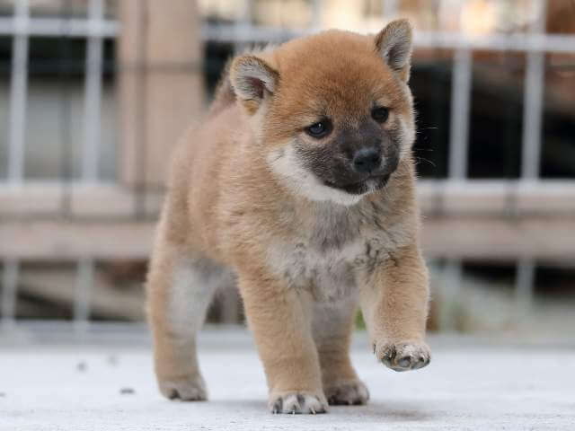 AI5I0606-3384puppy AI5I0606-3384puppy