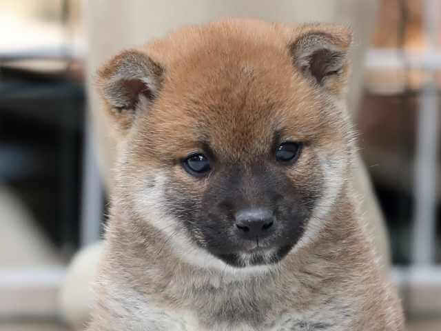 AI5I0681-3385puppy AI5I0681-3385puppy
