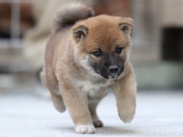 AI5I0686-3385puppy AI5I0686-3385puppy
