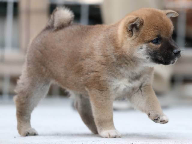 AI5I0713-3385puppy AI5I0713-3385puppy