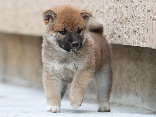 AI5I0870-3385puppy AI5I0870-3385puppy