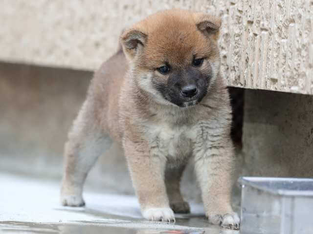 AI5I0878-3385puppy AI5I0878-3385puppy