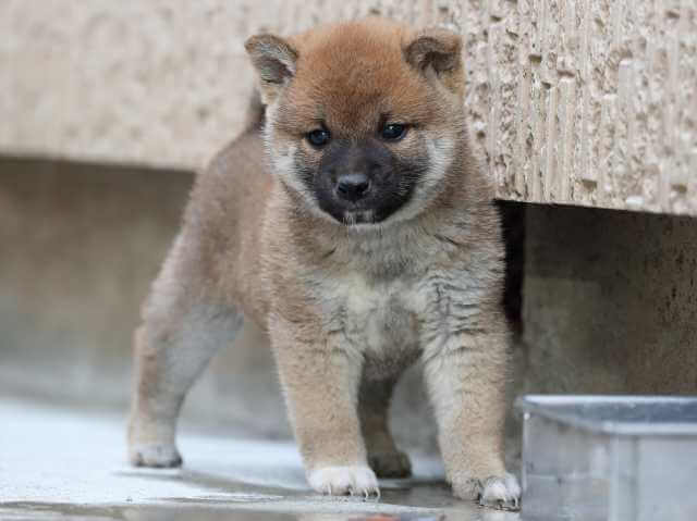 AI5I0886-3385puppy AI5I0886-3385puppy