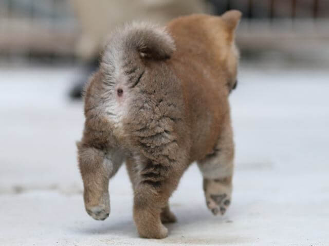 AI5I0905-3385puppy AI5I0905-3385puppy