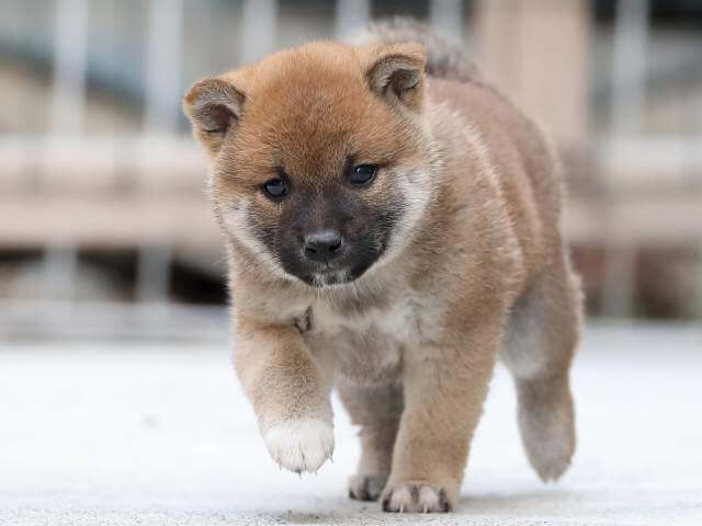 AI5I0953-3385puppy AI5I0953-3385puppy