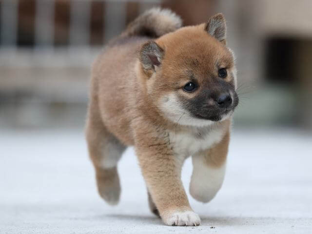 AI5I1322-3386puppy AI5I1322-3386puppy