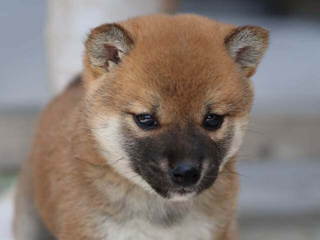 AI5I1359-3386puppy AI5I1359-3386puppy