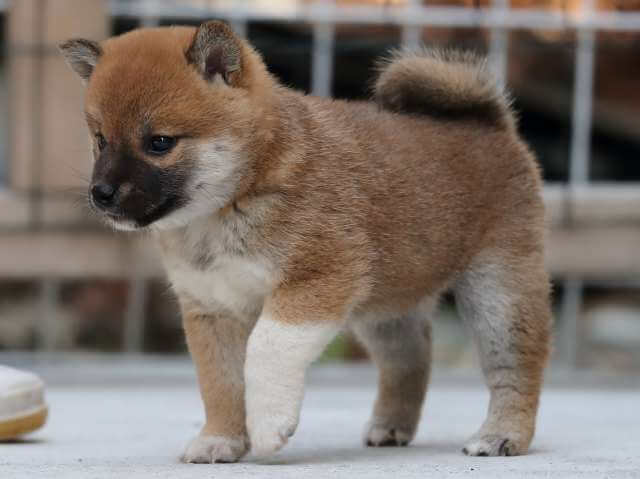 AI5I1378-3386puppy AI5I1378-3386puppy