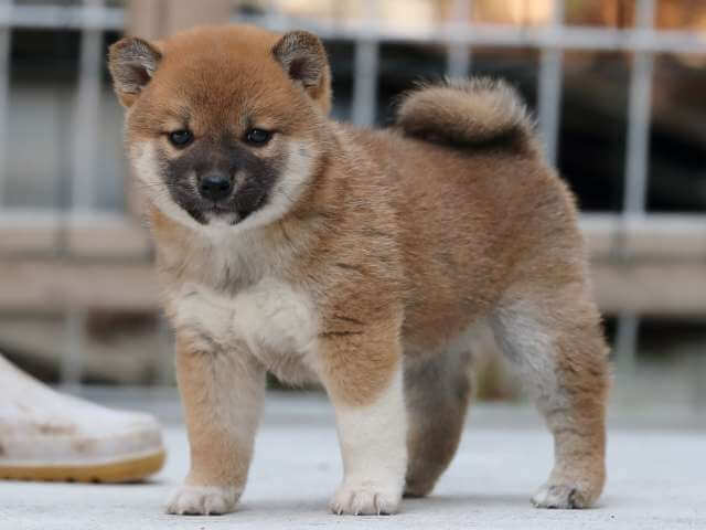 AI5I1393-3386puppy AI5I1393-3386puppy
