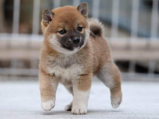 AI5I1416-3386puppy AI5I1416-3386puppy