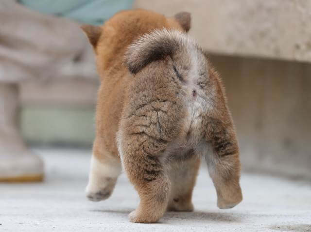 AI5I1430-3386puppy AI5I1430-3386puppy