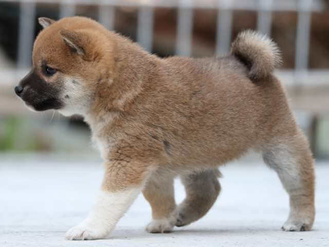AI5I1474-3386puppy AI5I1474-3386puppy