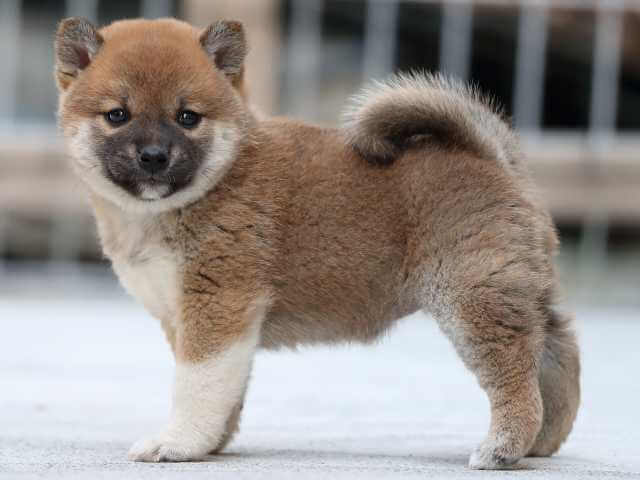 AI5I1498-3386puppy AI5I1498-3386puppy