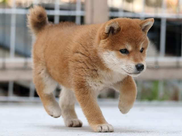 AI5I1515-3383puppy AI5I1515-3383puppy