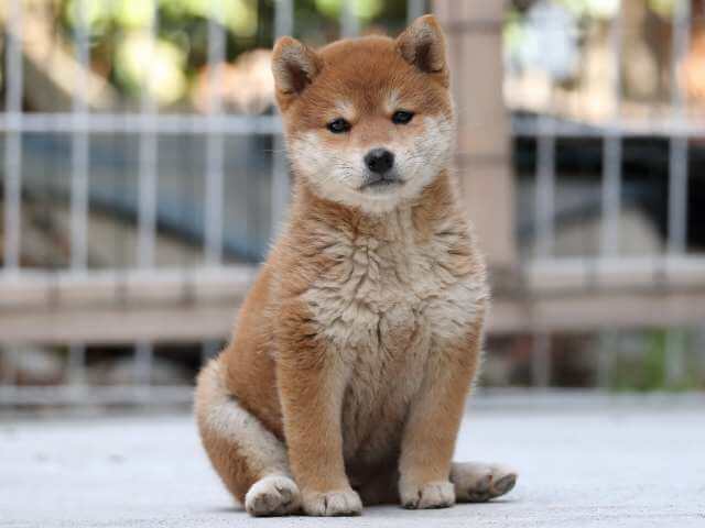 AI5I1609-3383puppy AI5I1609-3383puppy