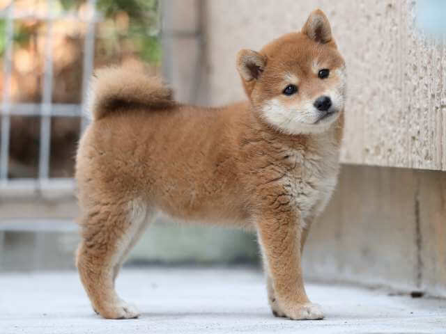 AI5I1621-3383puppy AI5I1621-3383puppy
