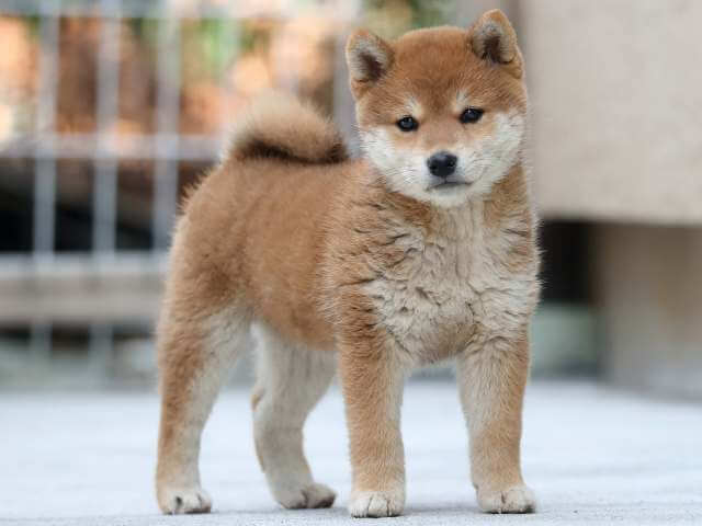 AI5I1630-3383puppy AI5I1630-3383puppy