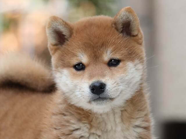 AI5I1635-3383puppy AI5I1635-3383puppy
