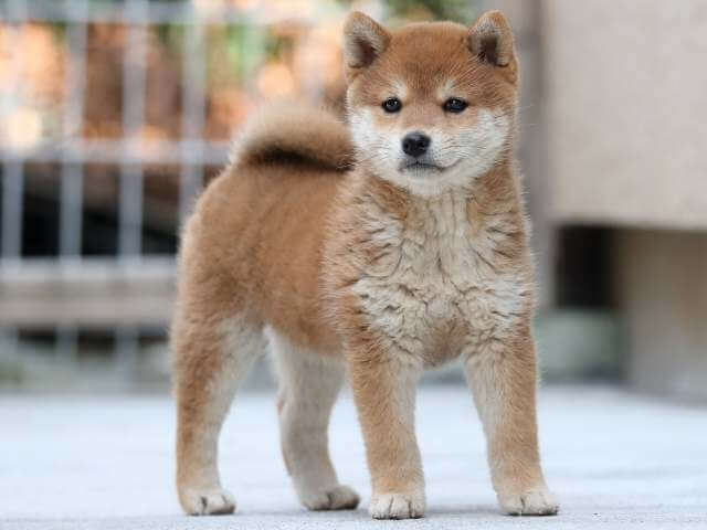 AI5I1662-3383puppy AI5I1662-3383puppy