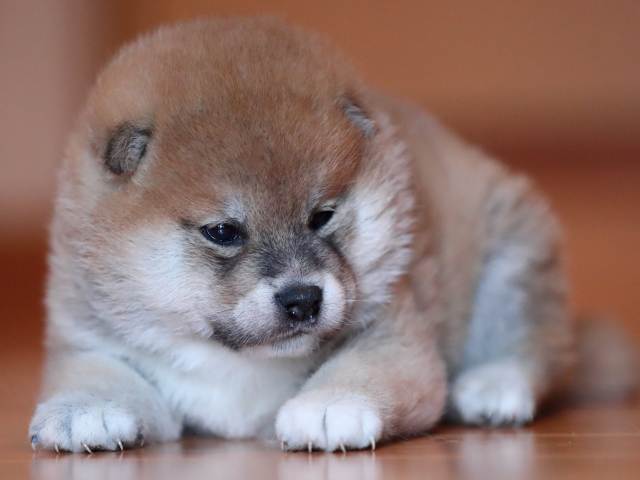 AI5I1933-3368puppy AI5I1933-3368puppy