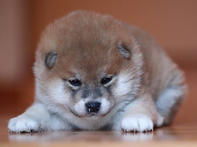 AI5I1953-3368puppy AI5I1953-3368puppy
