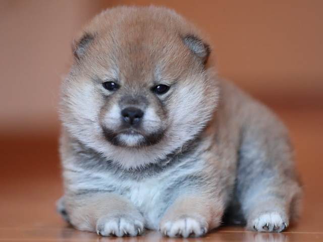 AI5I1984-3369puppy AI5I1984-3369puppy