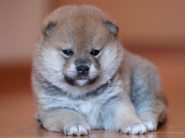 AI5I2000-3369puppy AI5I2000-3369puppy
