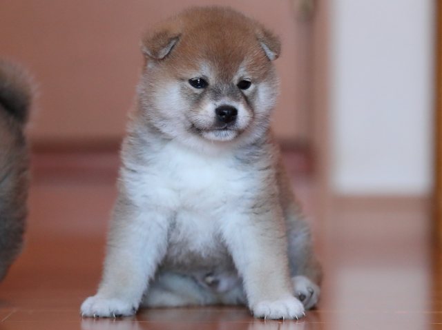 AI5I2012-3368puppy AI5I2012-3368puppy